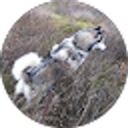 Profile photo of HuskyFly Langley