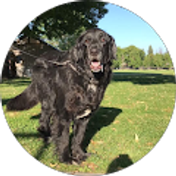 Profile photo of Annalisa Colley