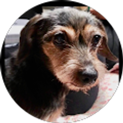 Profile photo of Maria A Girardi