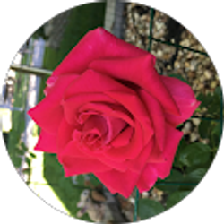 Profile photo of Xuyen Huynh