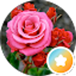 Profile photo of kentuckyangel1978