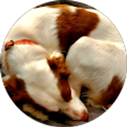 Profile photo of Jarah Mitchell