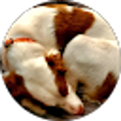 Profile photo of Jarah Mitchell