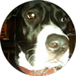 Profile photo of Patchy S