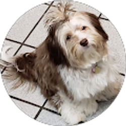 Profile photo of dina petrillo