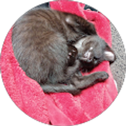 Profile photo of Randal McNett