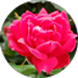 Profile photo of Evelia Hernandez