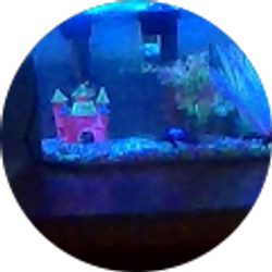 Profile photo of Kara Turk