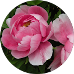 Profile photo of Michelle Walls