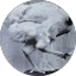 Profile photo of Emir Husain