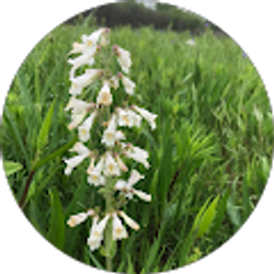 Profile photo of Alanna Sullivan