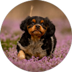 Profile photo of steve parsons