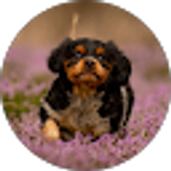 Profile photo of steve parsons