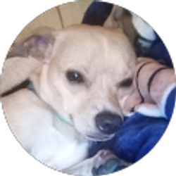 Profile photo of Ashley Dallas