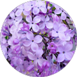 Profile photo of Pa Xiong