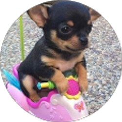 Profile photo of cindy martinez