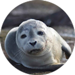 Profile photo of Tal A.