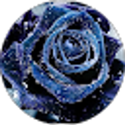 Profile photo of Shizuko Vargas
