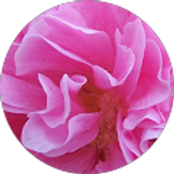 Profile photo of Emily Hixon