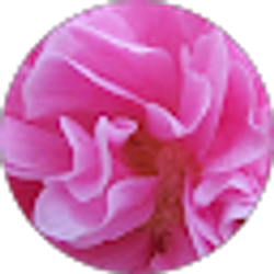 Profile photo of Emily Hixon