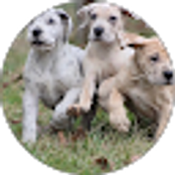 Profile photo of Ghost Creek Danes