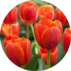 Profile photo of Ko Nguyen