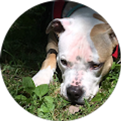 Profile photo of Sara Bolewicki