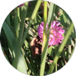 Profile photo of Judy E