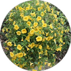 Profile photo of Rita