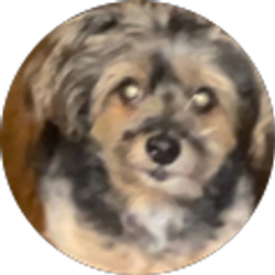 Profile photo of Toni Harden