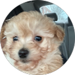 Profile photo of Lilian Valdovinos