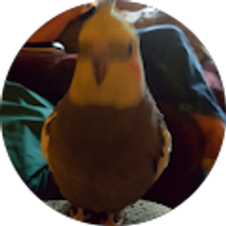 Profile photo of jim Holloman