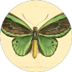 Profile photo of Stacy Morris