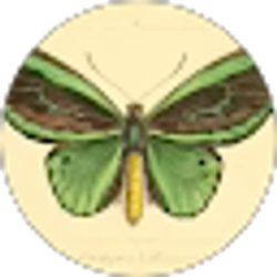 Profile photo of Stacy Morris