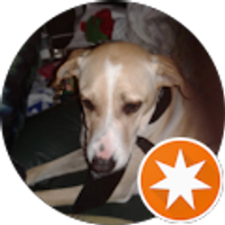 Profile photo of blue wolf