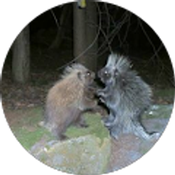 Profile photo of Peter Bogusko