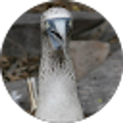 Profile photo of Lawrence Wimsatt