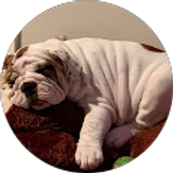 Profile photo of Felicia Aviles-Hall
