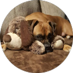 Profile photo of Joseph Collora