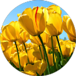 Profile photo of Audrey Ballantyne