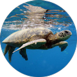 Profile photo of Bojan Mladenovic