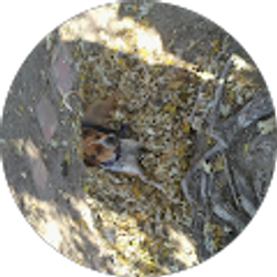 Profile photo of Sarah Majors