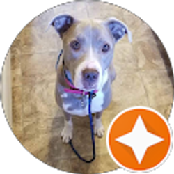 Profile photo of Darlene Avitabile