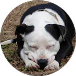 Profile photo of Joel Husted