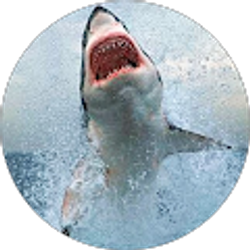 Profile photo of New Yorker with an attitude