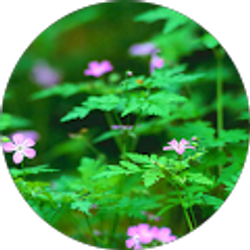 Profile photo of V. Hall