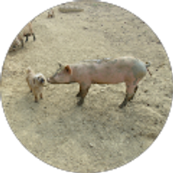 Profile photo of Maria Pineda