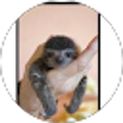 Profile photo of Ben Skirtech