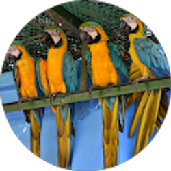 Profile photo of Rumman Islam