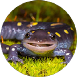 Profile photo of Chris Bigelow